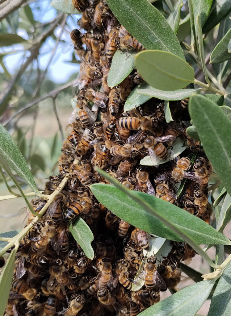 api su albero di ulivo