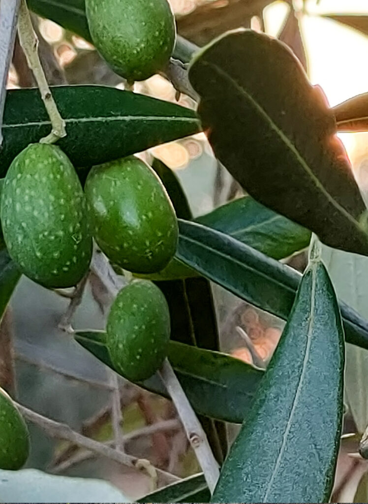olive al tramonto
